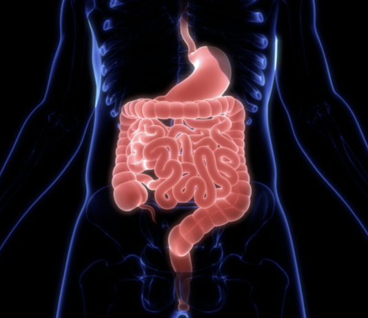 What You Need to Know About Gut Health